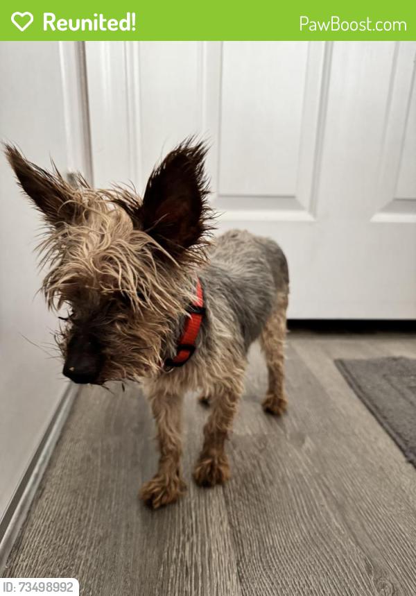 Reunited Male Dog last seen Nordyke Ave and Kennel Club Dr, Henderson, NV 89015