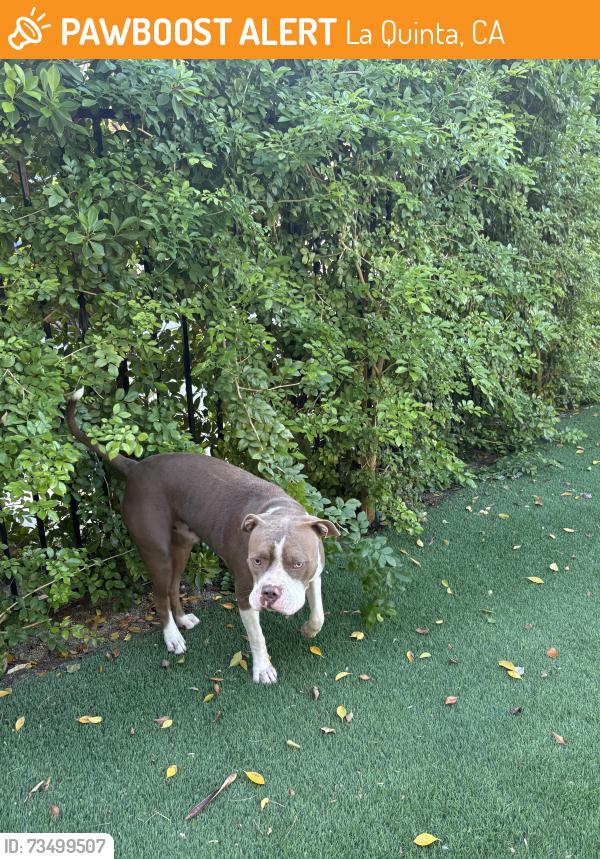 Found/Stray Male Dog last seen Chihuahua and Monterey, La Quinta, CA 92253