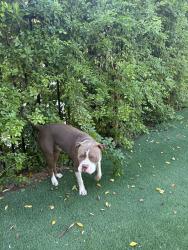 Found/Stray Male Dog last seen Chihuahua and Monterey, La Quinta, CA 92253
