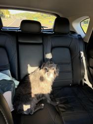 Lost Male Dog last seen Millertown Pike/Loves Creek, Knoxville, TN 37924