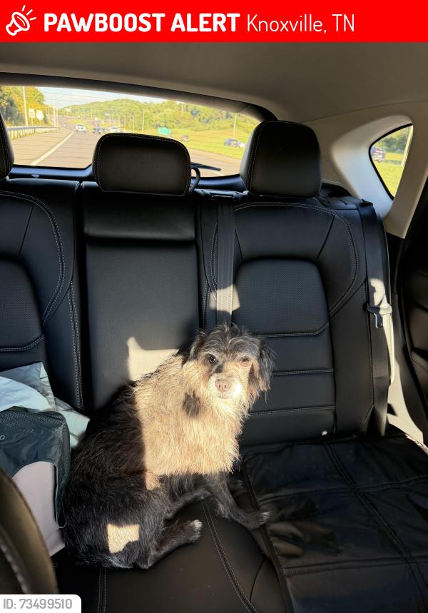 Lost Male Dog last seen Millertown Pike/Loves Creek, Knoxville, TN 37924