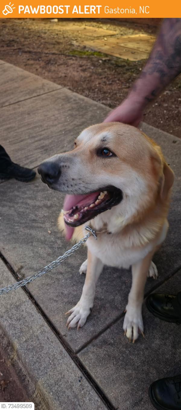 Found/Stray Male Dog last seen Carson rd, Gastonia, NC 28052