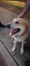 Found/Stray Male Dog last seen Carson rd, Gastonia, NC 28052