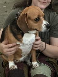 Reunited Female Dog last seen Near Leisure Ln, Winston-Salem, NC 27103, USA, Winston-Salem, NC 27103