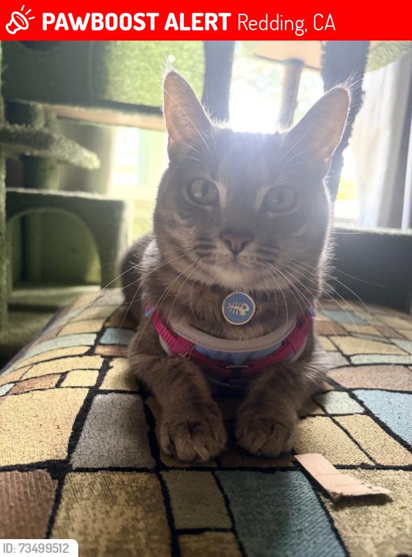 Lost Female Cat last seen Magnums Way & Santa Rosa, Redding, CA 96003