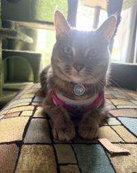 Lost Female Cat last seen Magnums Way & Santa Rosa, Redding, CA 96003