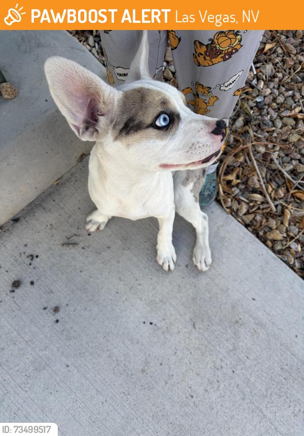 Found/Stray Female Dog last seen Sloan and Sahara, Las Vegas, NV 89142
