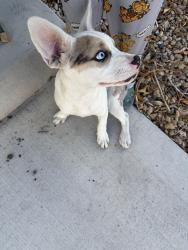 Found/Stray Female Dog last seen Sloan and Sahara, Las Vegas, NV 89142