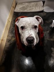 Reunited Male Dog last seen Near N Duke street apmt 2, Lancaster, PA 17602