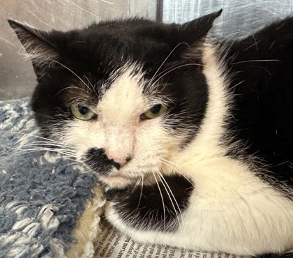 Shelter Stray Female Cat last seen , Caddo Parish, LA, 1500 Monty St, Shreveport, LA 71107, USA