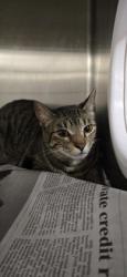Shelter Stray Male Cat last seen Near Doles Place, Caddo Parish, LA, 1500 Monty St, Shreveport, LA 71107, USA