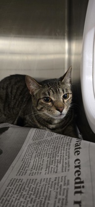 Shelter Stray Male Cat last seen Near Doles Place, Caddo Parish, LA, 1500 Monty St, Shreveport, LA 71107, USA