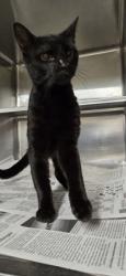Shelter Stray Male Cat last seen Near Doles Place, Caddo Parish, LA, 1500 Monty St, Shreveport, LA 71107, USA