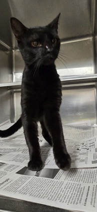 Shelter Stray Male Cat last seen Near Doles Place, Caddo Parish, LA, 1500 Monty St, Shreveport, LA 71107, USA