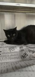 Shelter Stray Male Cat last seen Near Doles Place, Caddo Parish, LA, 1500 Monty St, Shreveport, LA 71107, USA