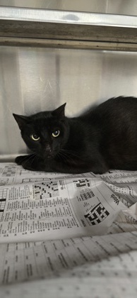 Shelter Stray Male Cat last seen Near Doles Place, Caddo Parish, LA, 1500 Monty St, Shreveport, LA 71107, USA