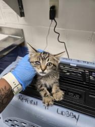 Shelter Stray Male Cat last seen Near block 747A Ave, Oakland,, 1101 29th Ave, Oakland, CA 94601, USA