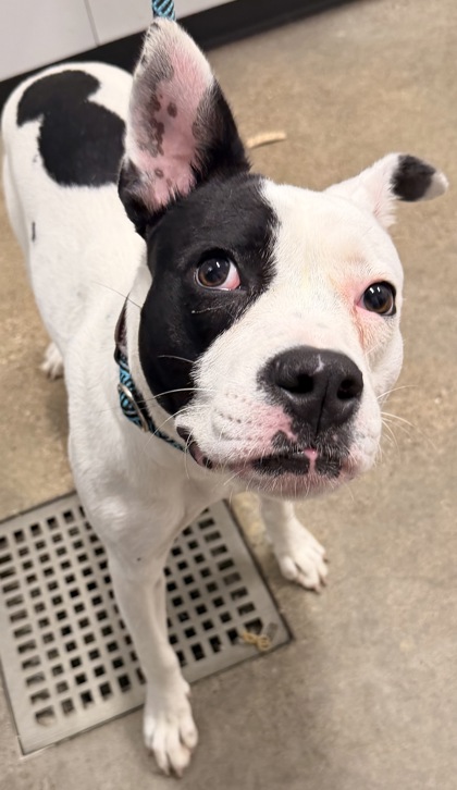 Shelter Stray Female Dog last seen Near St Clair, 5th District, OH, 9203 Detroit Ave, Cleveland, OH 44102, USA