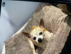 Reunited Female Dog last seen Clay and Gessner, Houston, TX 77041