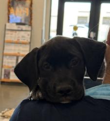 Shelter Stray Male Dog last seen N Academy Ave & CA-168, Clovis Zone Fresno CO 4 93619, CA, 1510 W Dan Ronquillo Dr, Fresno, CA 93706, USA