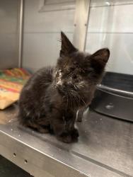 Shelter Stray Male Cat last seen W Olive Ave and N Marty Ave, Fresno Zone Fresno CO 2 93722, CA, 1510 W Dan Ronquillo Dr, Fresno, CA 93706, USA