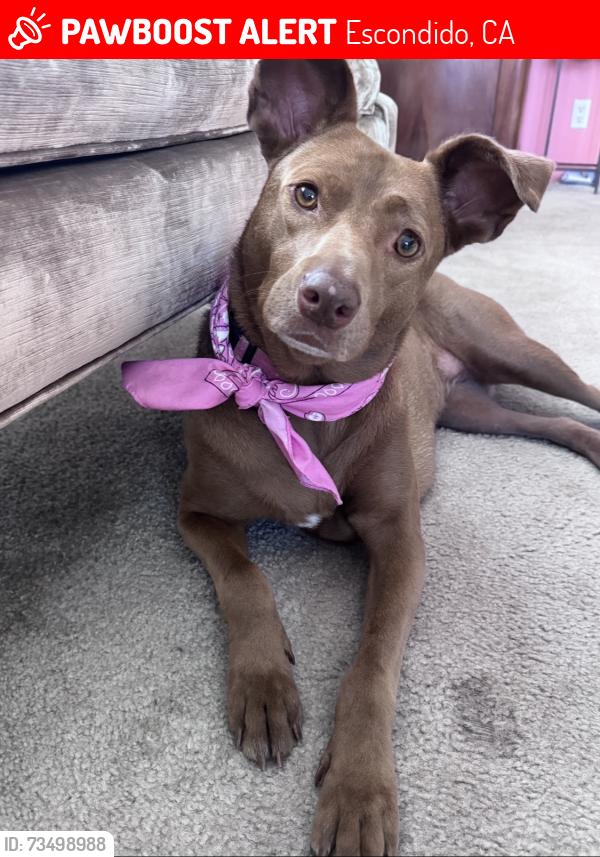 Lost Female Dog last seen N. Citrus and Bear Valley Pkwy, Escondido, CA 92027