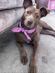 Lost Female Dog last seen N. Citrus and Bear Valley Pkwy, Escondido, CA 92027