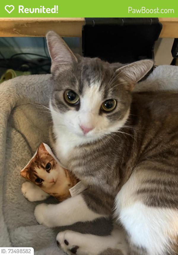 Reunited Male Cat last seen Rosita St, Santa Ana, CA, USA, Santa Ana, CA 92843