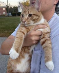 Reunited Male Cat last seen Near Wentworth Avenue Cranston, RI 02905, Cranston, RI 02905