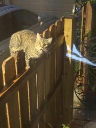 Found/Stray Unknown Cat last seen Oakland Park Ave and Calumet street, Columbus, OH 43224