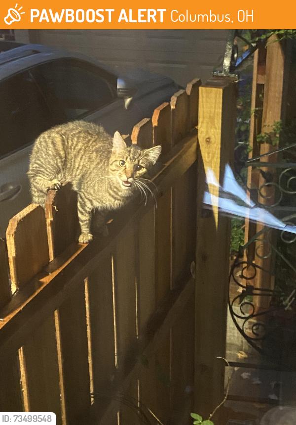 Found/Stray Unknown Cat last seen Oakland Park Ave and Calumet street, Columbus, OH 43224