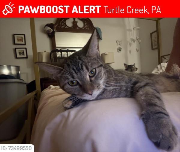 Lost Female Cat last seen Mama Meatballs, Turtle Creek, PA 15145