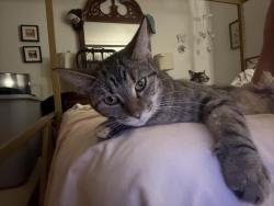 Lost Female Cat last seen Mama Meatballs, Turtle Creek, PA 15145