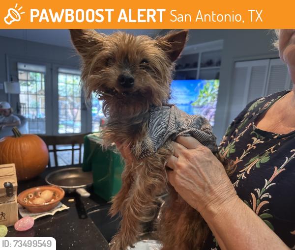Found/Stray Female Dog last seen Sunny walk and sunny glen, San Antonio, TX 78217