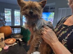 Found/Stray Female Dog last seen Sunny walk and sunny glen, San Antonio, TX 78217