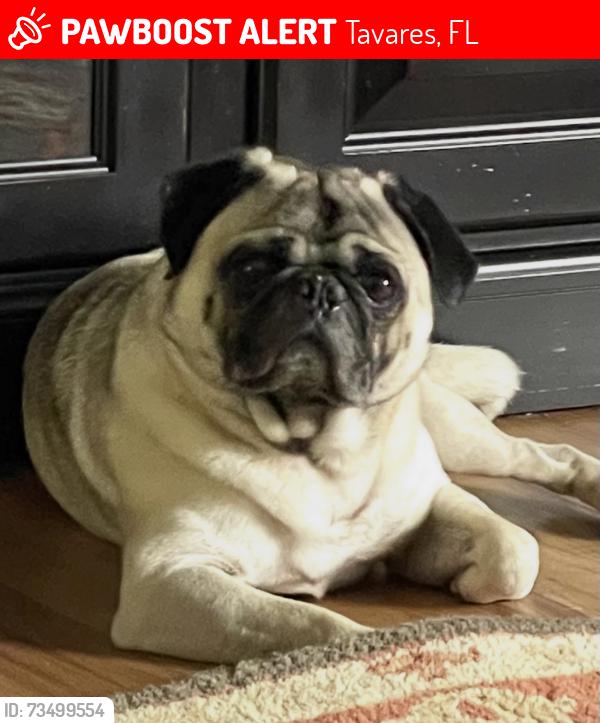 Lost Male Dog last seen Near Mission Avenue, Tavares, FL, USA, Tavares, FL 32778
