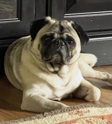 Lost Male Dog last seen Near Mission Avenue, Tavares, FL, USA, Tavares, FL 32778