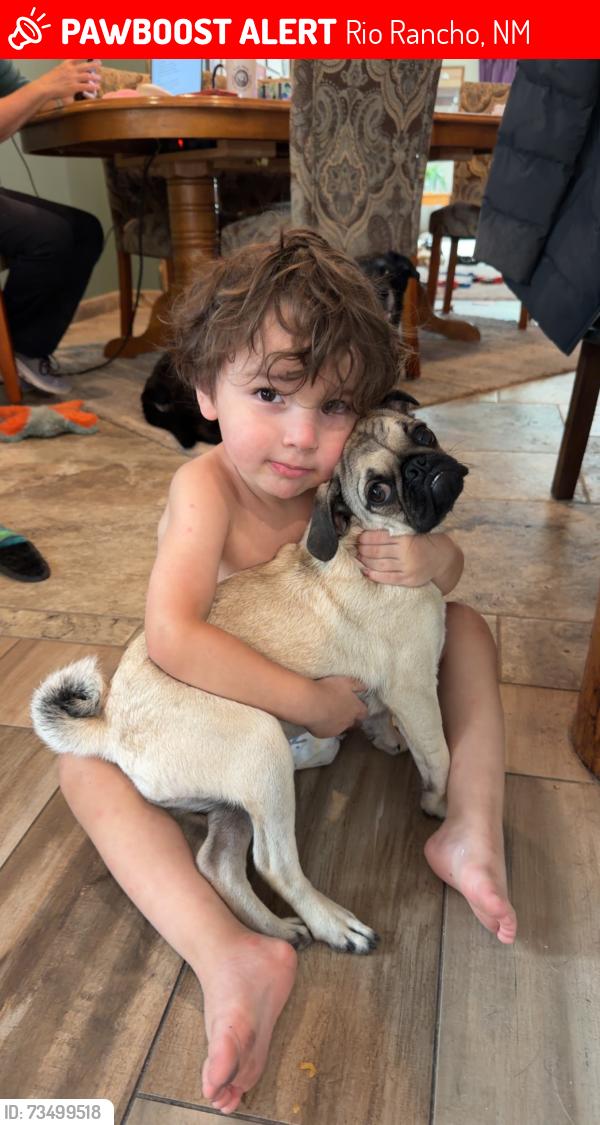 Lost Female Dog last seen Star heights, Rio Rancho, NM 87124
