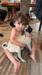 Lost Female Dog last seen Star heights, Rio Rancho, NM 87124