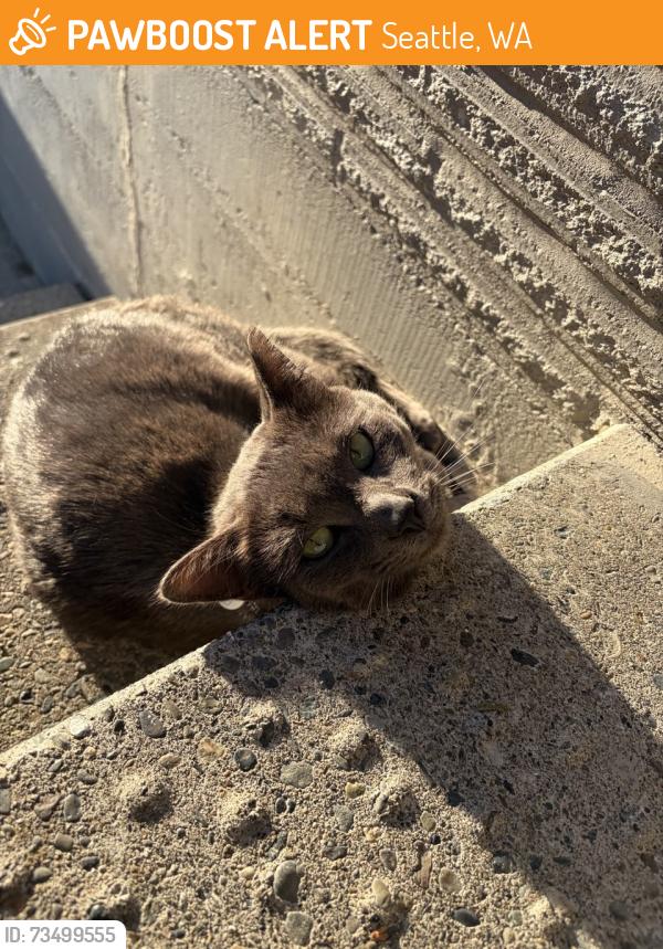 Surrendered Male Cat last seen 68th and Ravenna, Seattle, WA 98115