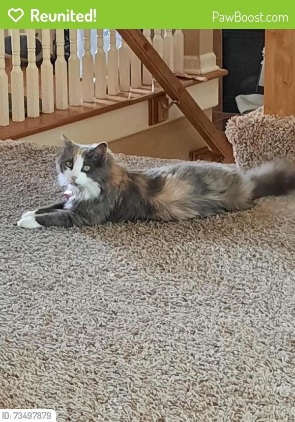 Reunited Female Cat last seen Neiman rd / 163 st, Overland Park, KS 66221