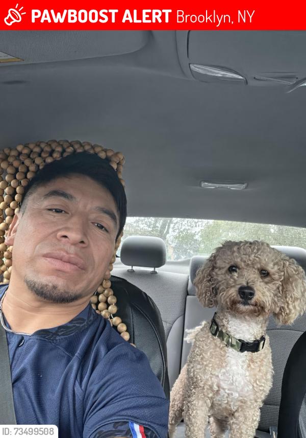 Lost Male Dog last seen Bath Ave & 18th Ave, Brooklyn 11214 - cerca de Bensonhurst Park, Brooklyn, NY 11214