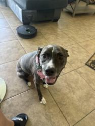 Reunited Female Dog last seen Solterra Resort, Ronald Regan Road, Davenport, FL 33837