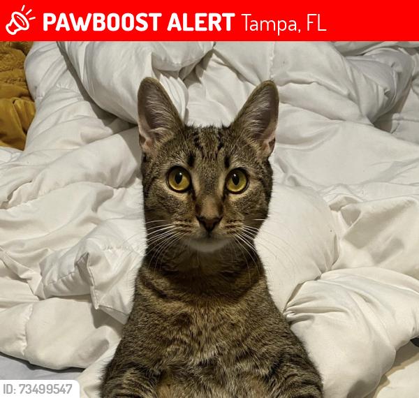 Lost Male Cat last seen Grand Reserve apmts on Humphrey St Near Waters Ave & N Dale Mabry, Tampa, FL 33614