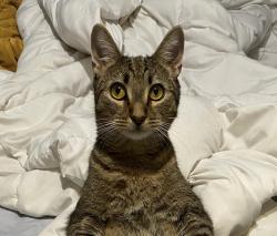 Lost Male Cat last seen Grand Reserve apmts on Humphrey St Near Waters Ave & N Dale Mabry, Tampa, FL 33614