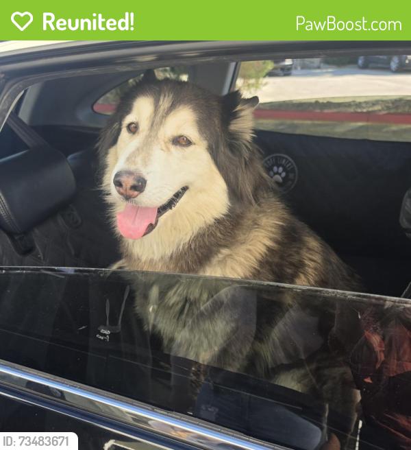Reunited Male Dog last seen Division between Ave. L & Ave. K, Lancaster, CA 93535
