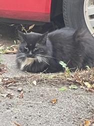 Reunited Unknown Cat last seen Nokomis and magnolia, Saint Paul, MN 55119