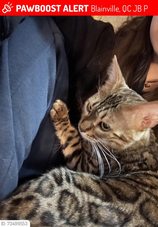 Lost Female Cat last seen Our front yard, Blainville, QC J7B 1P8