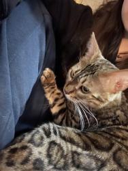 Lost Female Cat last seen Our front yard, Blainville, QC J7B 1P8