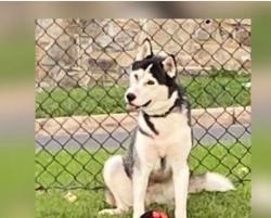 Lost Male Dog last seen 27th and Texas Avenue se, Washington, DC 20020